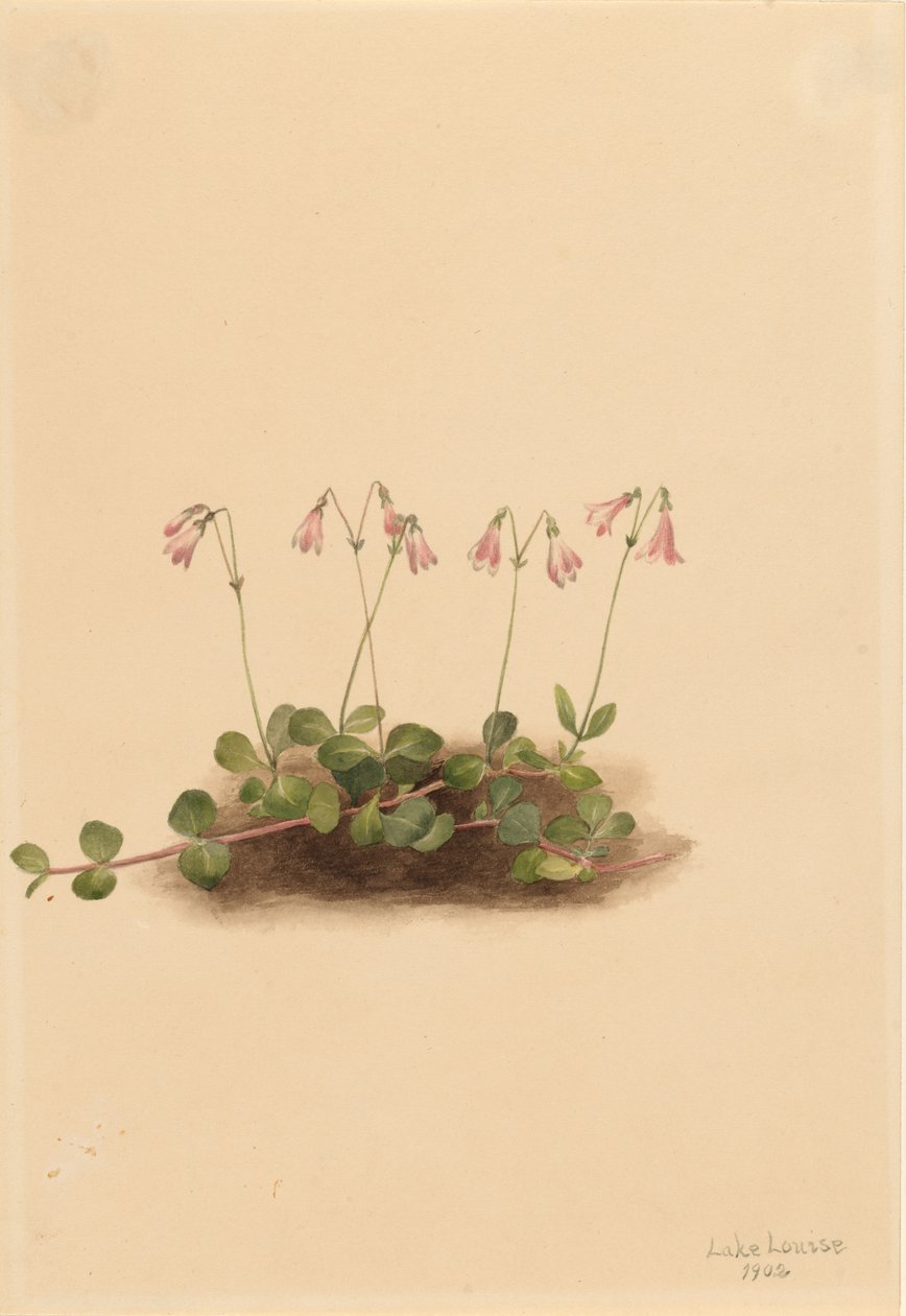 American Twinflower by Mary Vaux Walcott
