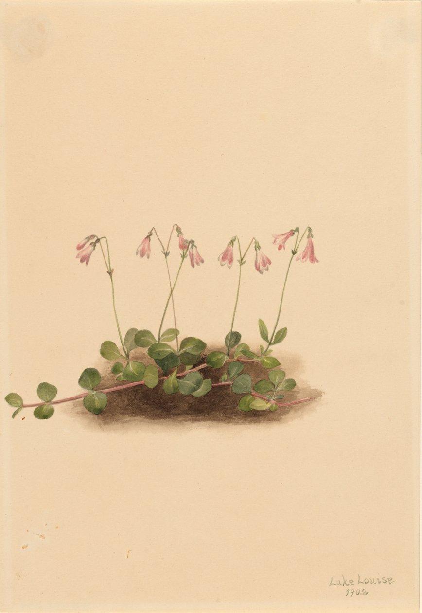 American Twinflower by Mary Vaux Walcott