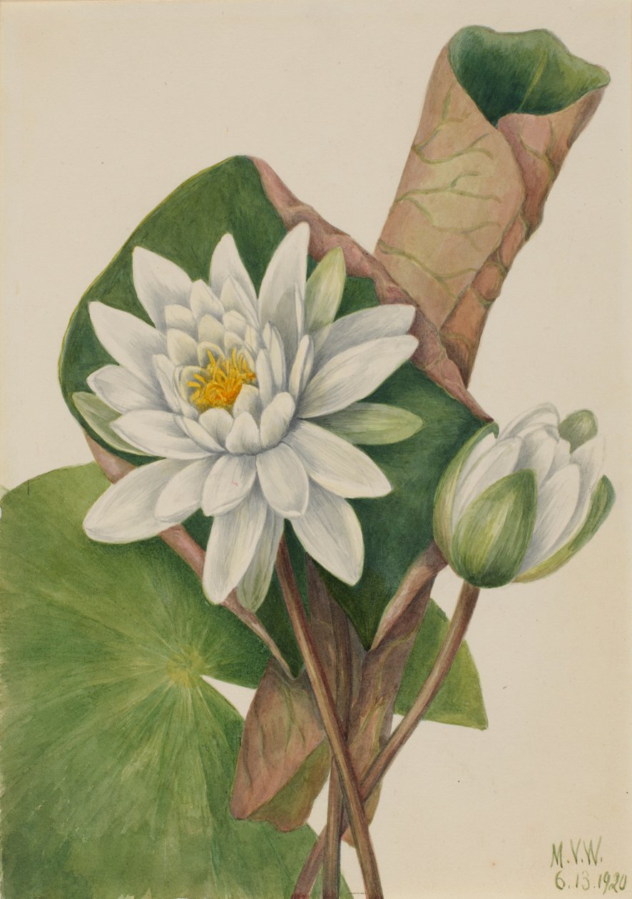 American Waterlily by Mary Vaux Walcott