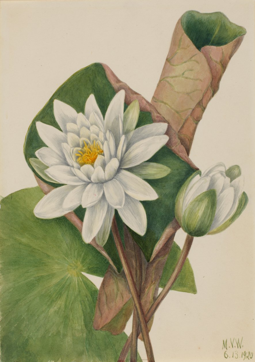 American Waterlily Castalia odorata, 1920 by Mary Vaux Walcott