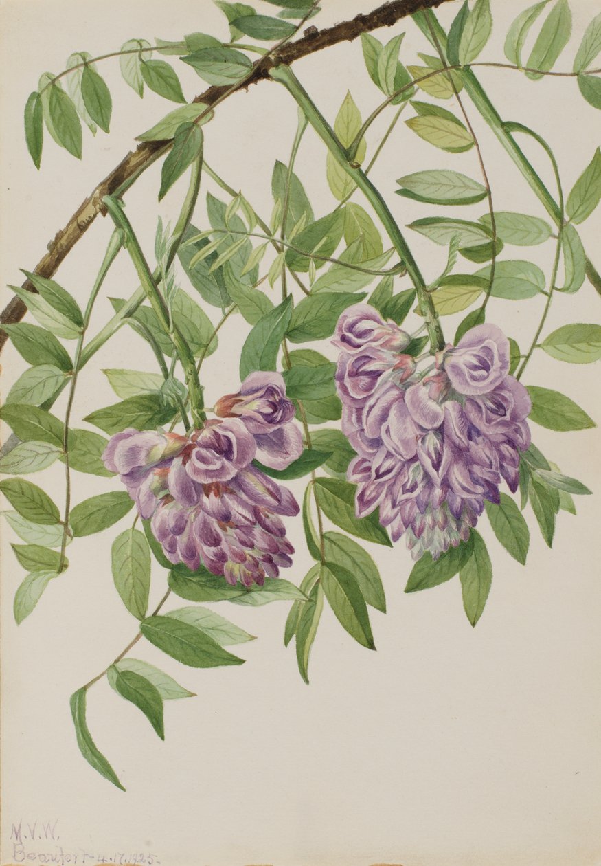 American Wisteria Kraunhia Frutescens, 1925 by Mary Vaux Walcott