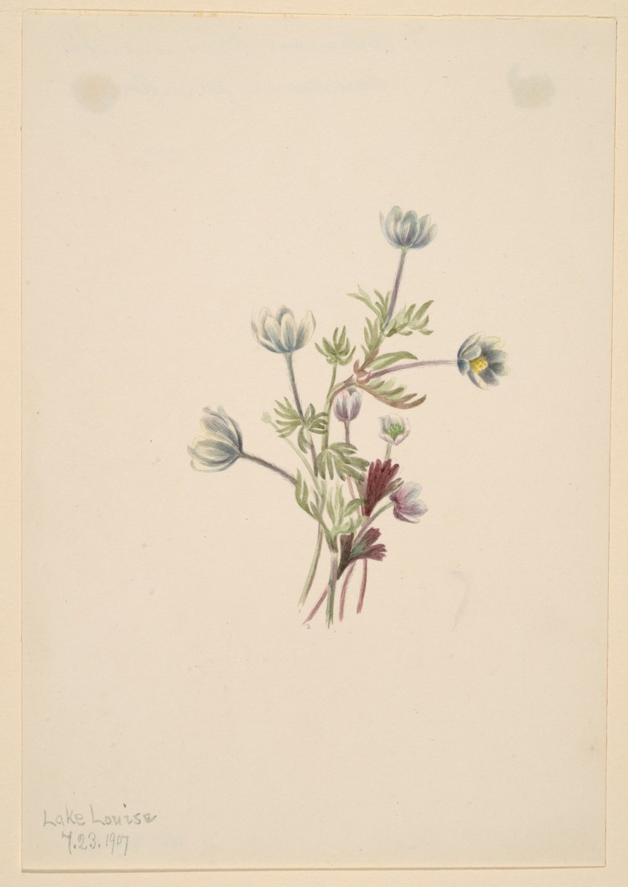 Anemone by Mary Vaux Walcott