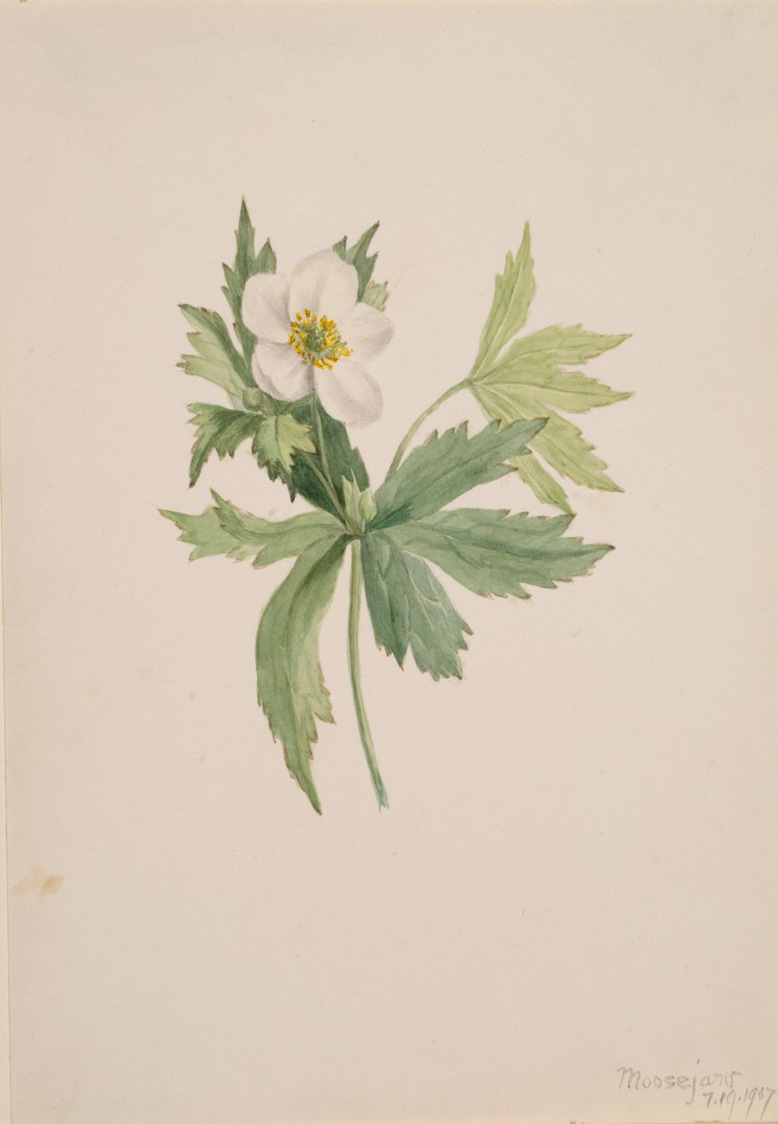 Anemone canadensis, 1907 by Mary Vaux Walcott