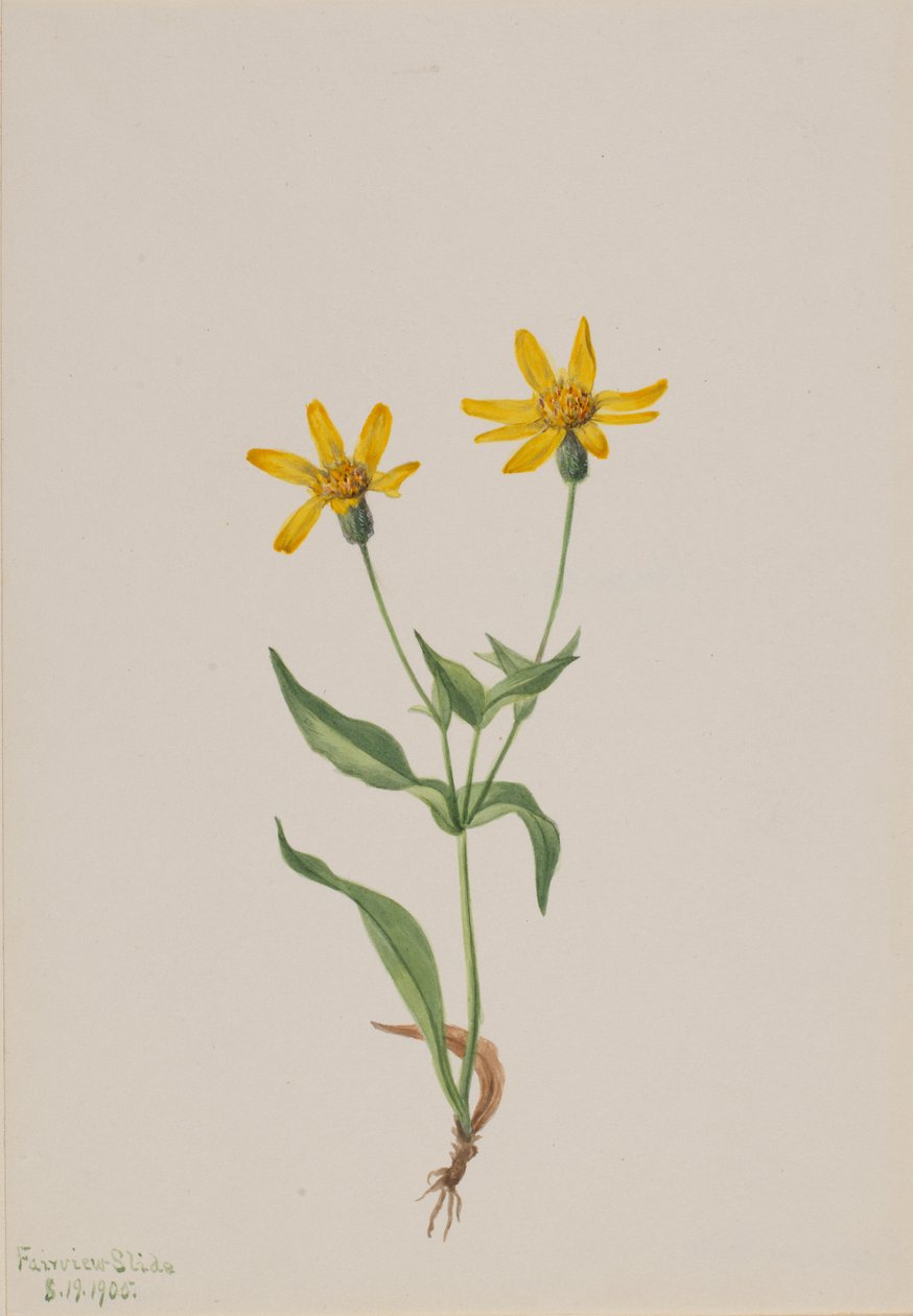 Arnica alpina, 1905 by Mary Vaux Walcott