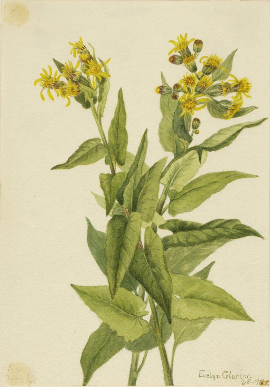 Arrowleaf Groundsel by Mary Vaux Walcott