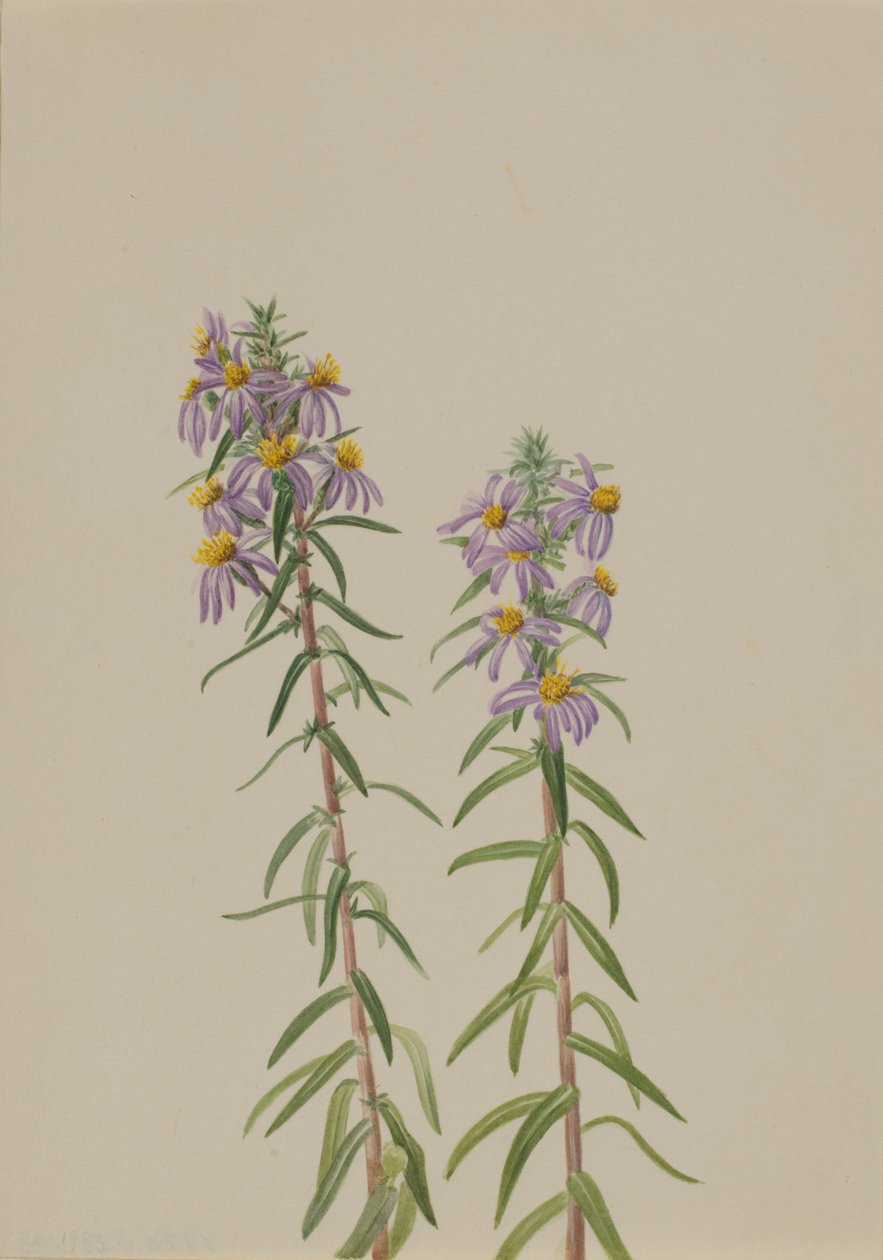 Aster Aster hirariifolius, 1923 by Mary Vaux Walcott
