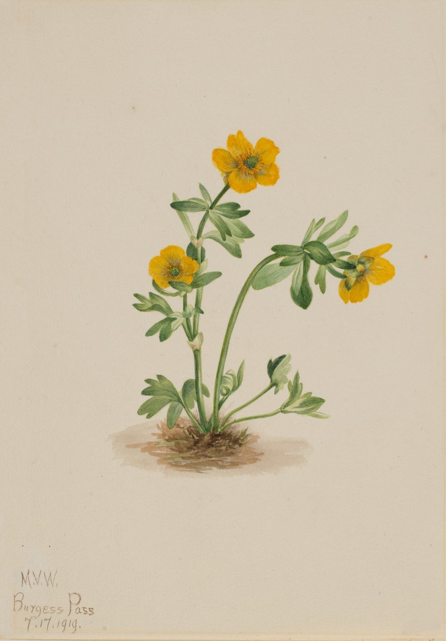 Avalanche Buttercup Ranunculus suksdorfii, 1919 by Mary Vaux Walcott