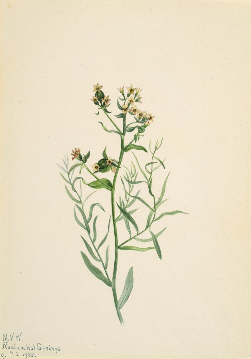 Bastard Toadflax Comandra pallida by Mary Vaux Walcott