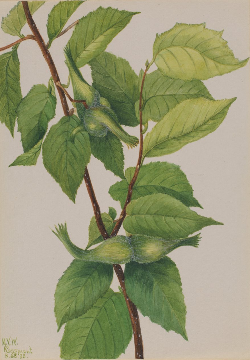 Beaked Hazelnut Corylus rostrata, 1932 by Mary Vaux Walcott