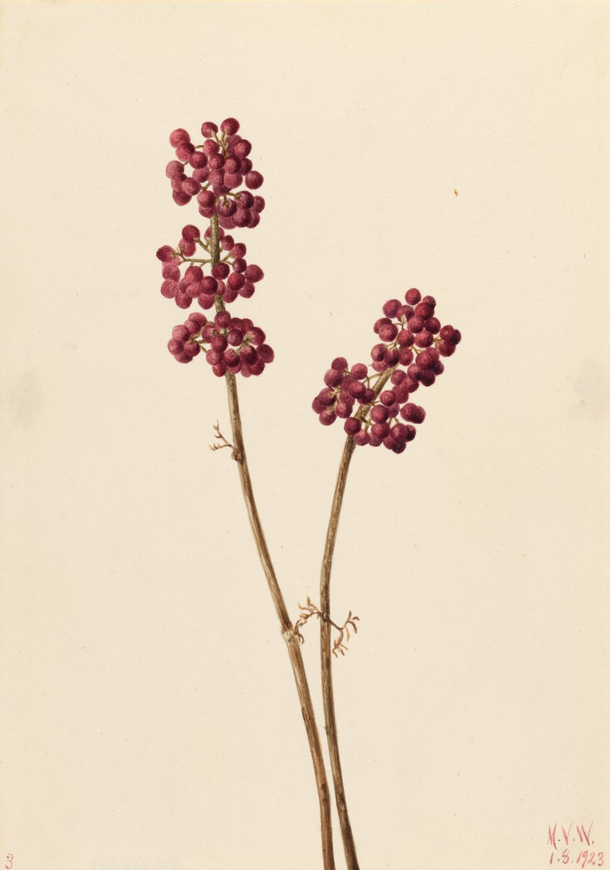 Beauty Berry (Callicarpa americana) by Mary Vaux Walcott