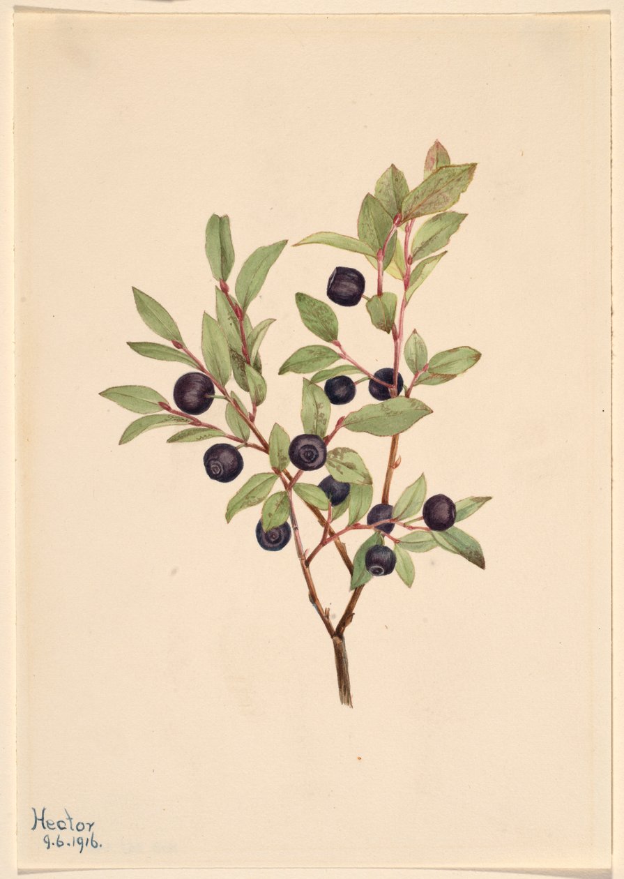 Big Whortleberry by Mary Vaux Walcott