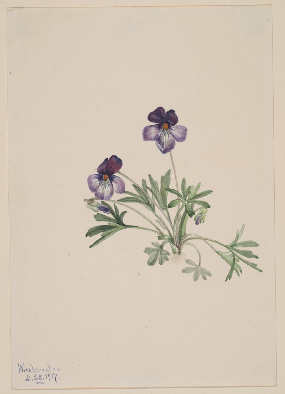 Birdsfoot Violet by Mary Vaux Walcott