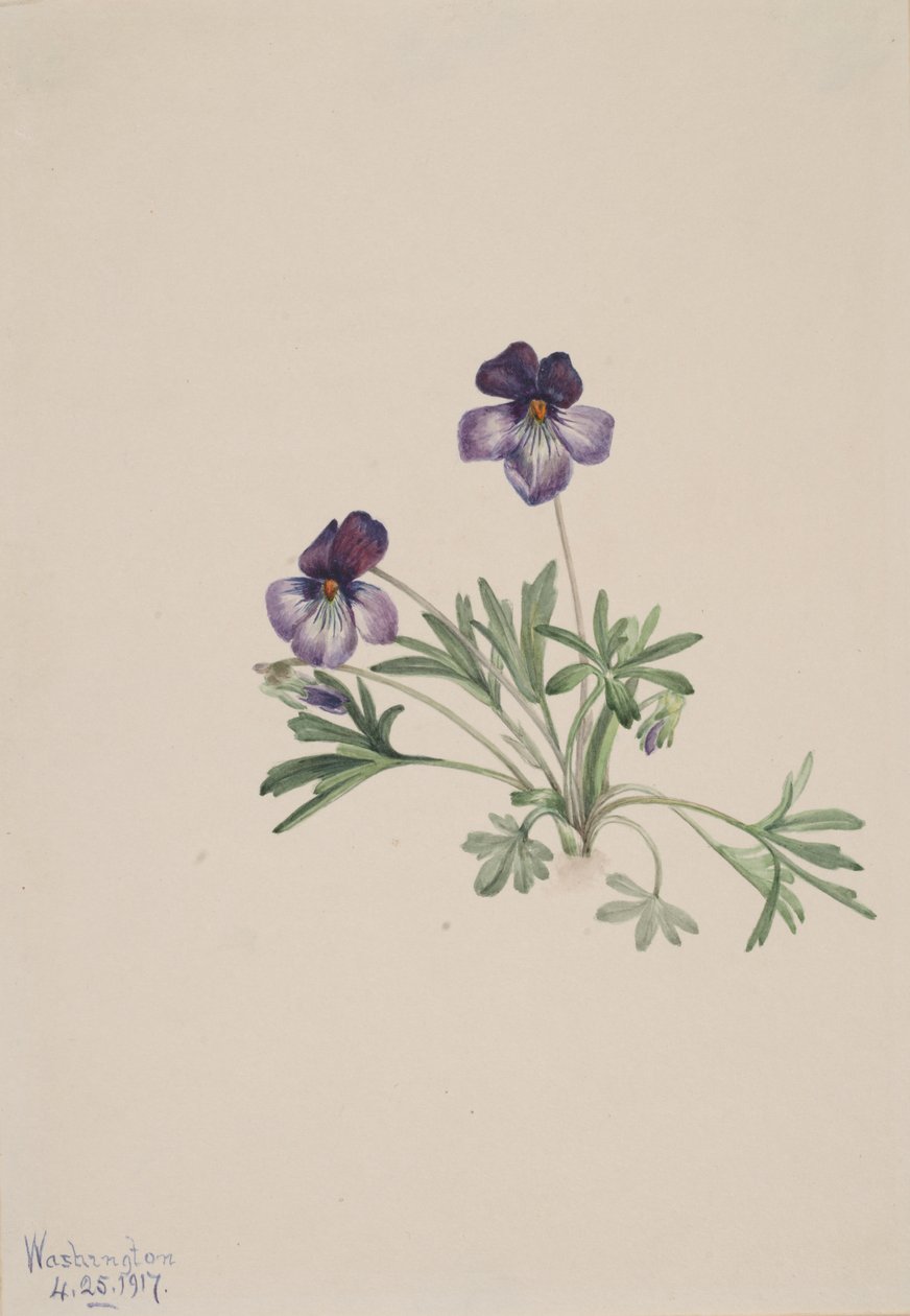 Birdsfoot Violet Viola pedata, 1917 by Mary Vaux Walcott
