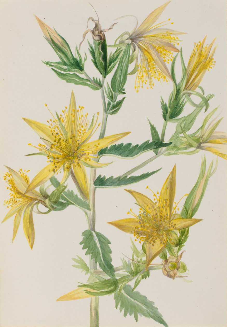 Blazing Star Mentzelia Laevicaulis by Mary Vaux Walcott
