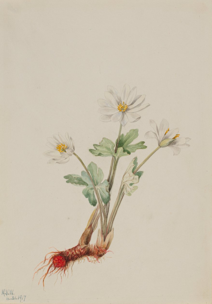 Bloodroot (Sanguinaria canadensis) by Mary Vaux Walcott