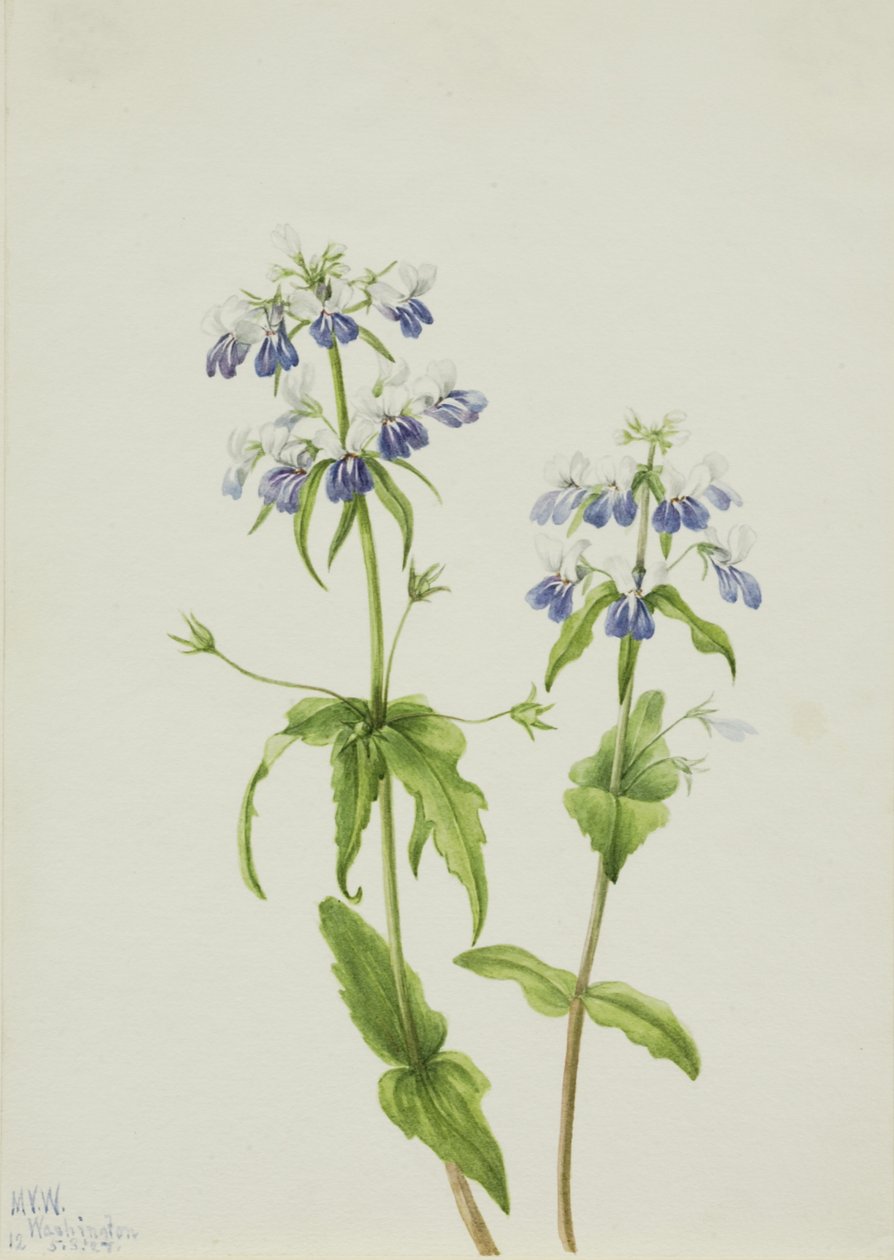 Blue-Eyed Mary Collinsia Verna, 1927 by Mary Vaux Walcott