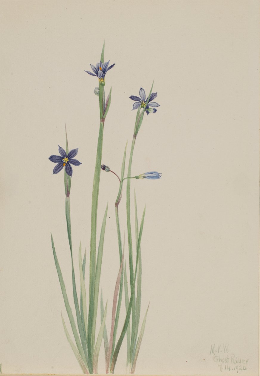 Blue-eyed-grass (Sisyrinchium Angustifolium) by Mary Vaux Walcott