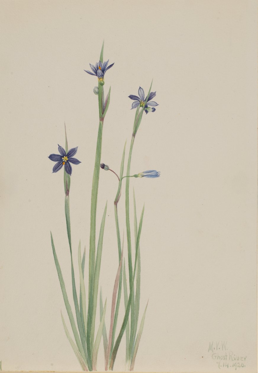 Blue-eyed-grass Sisyrinchium angustifolium by Mary Vaux Walcott