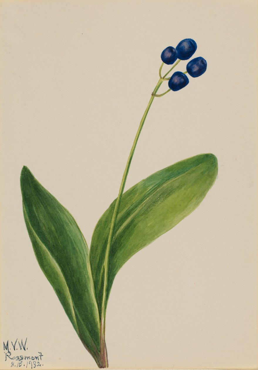 Blue Bead by Mary Vaux Walcott