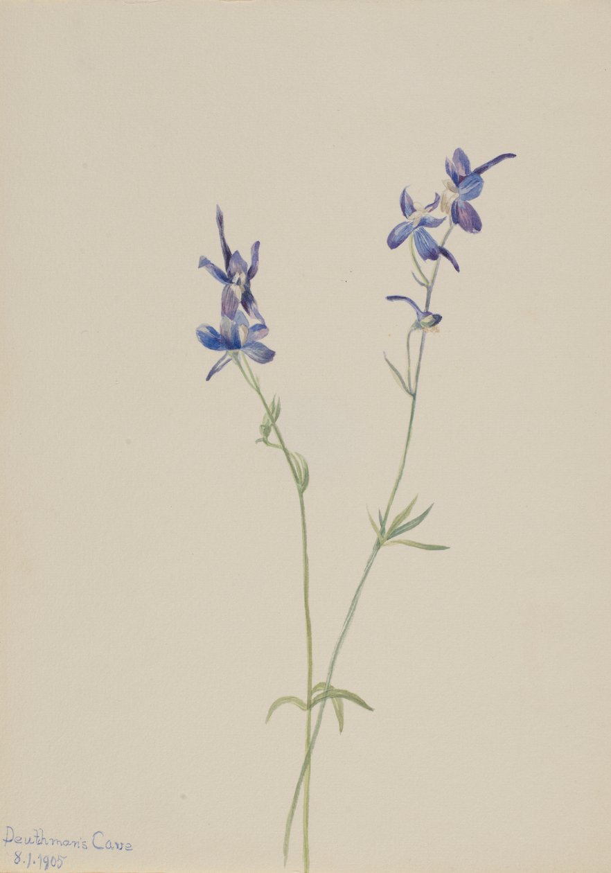 Blue Larkspur (Delphinium Nuttallianum) by Mary Vaux Walcott