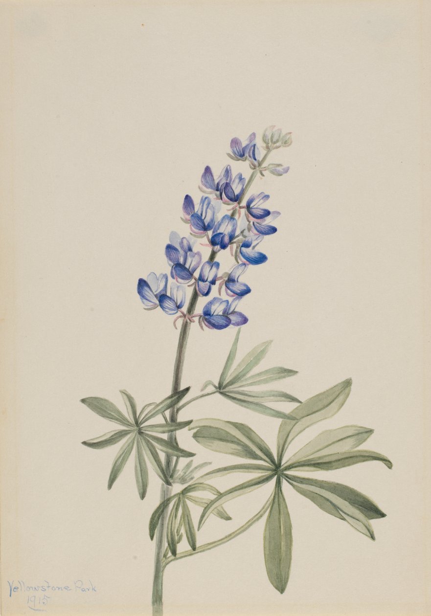 Blue Lupine Lupinus argenteus by Mary Vaux Walcott