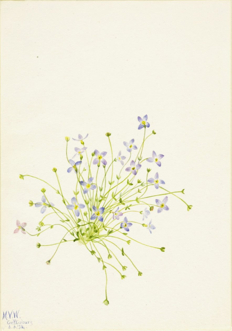 Bluets (Houstonia serpyllifolia) by Mary Vaux Walcott