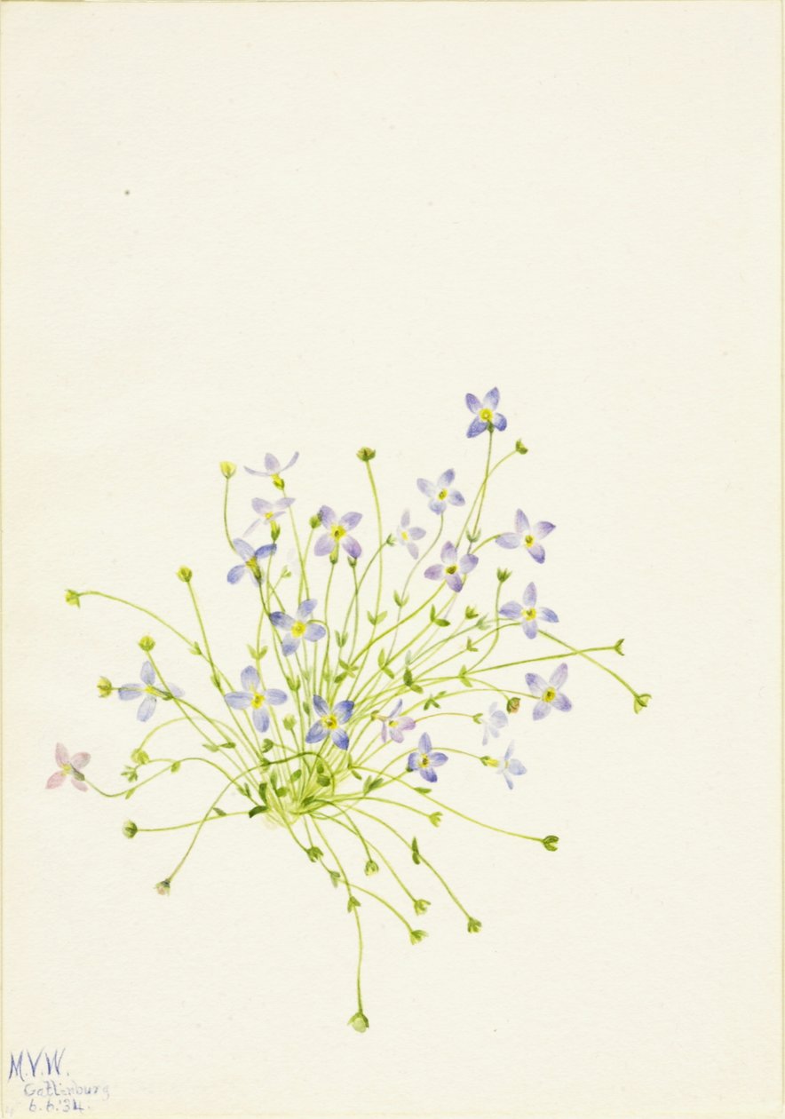 Bluets by Mary Vaux Walcott