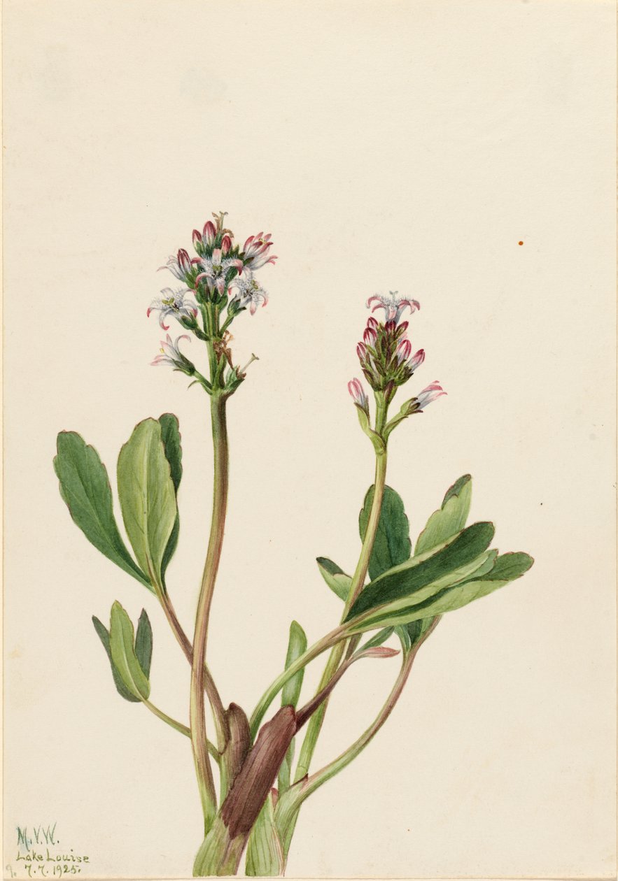 Bogbean Menyanthes trifoliata by Mary Vaux Walcott