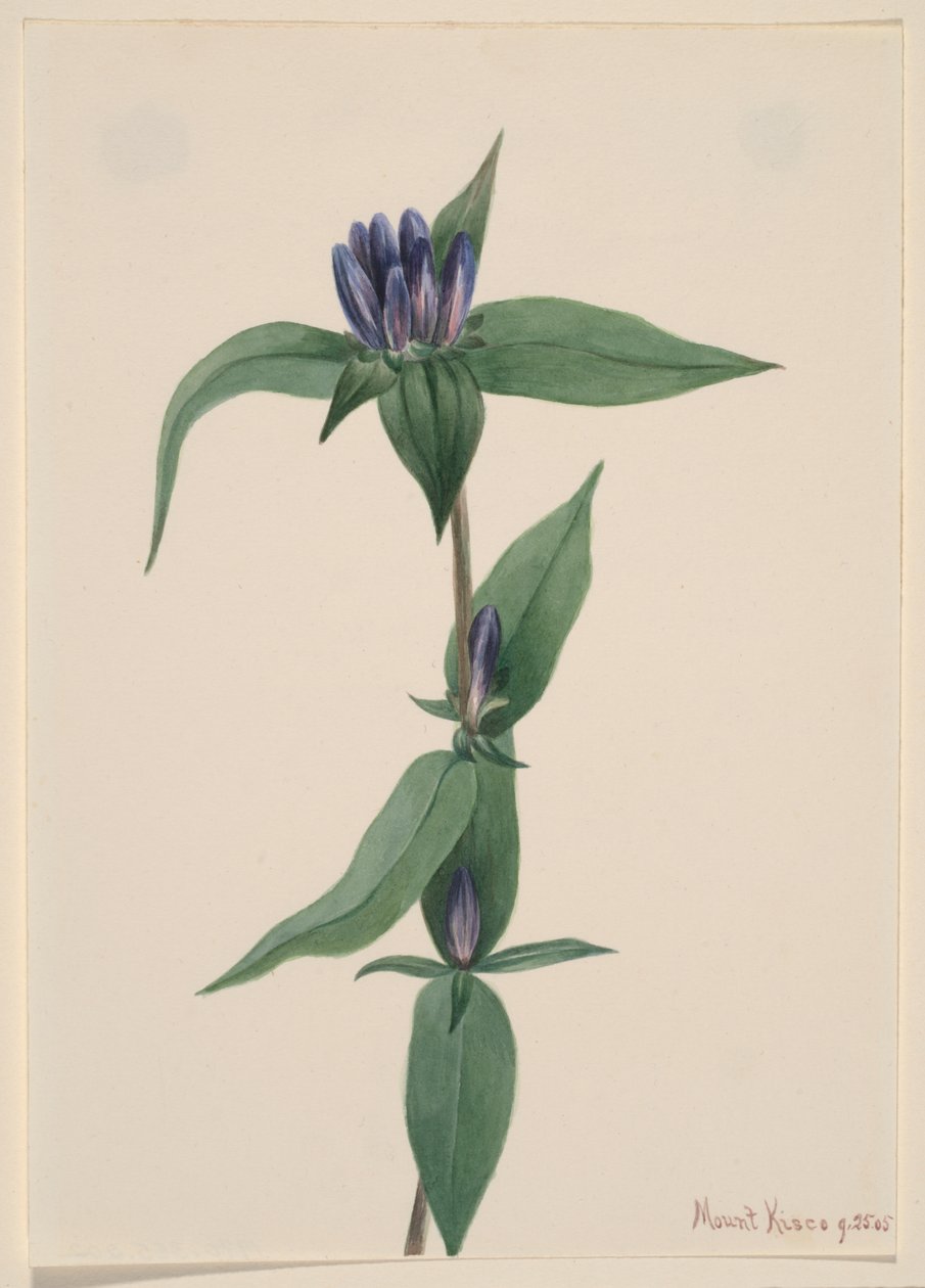 Bottle Gentian by Mary Vaux Walcott