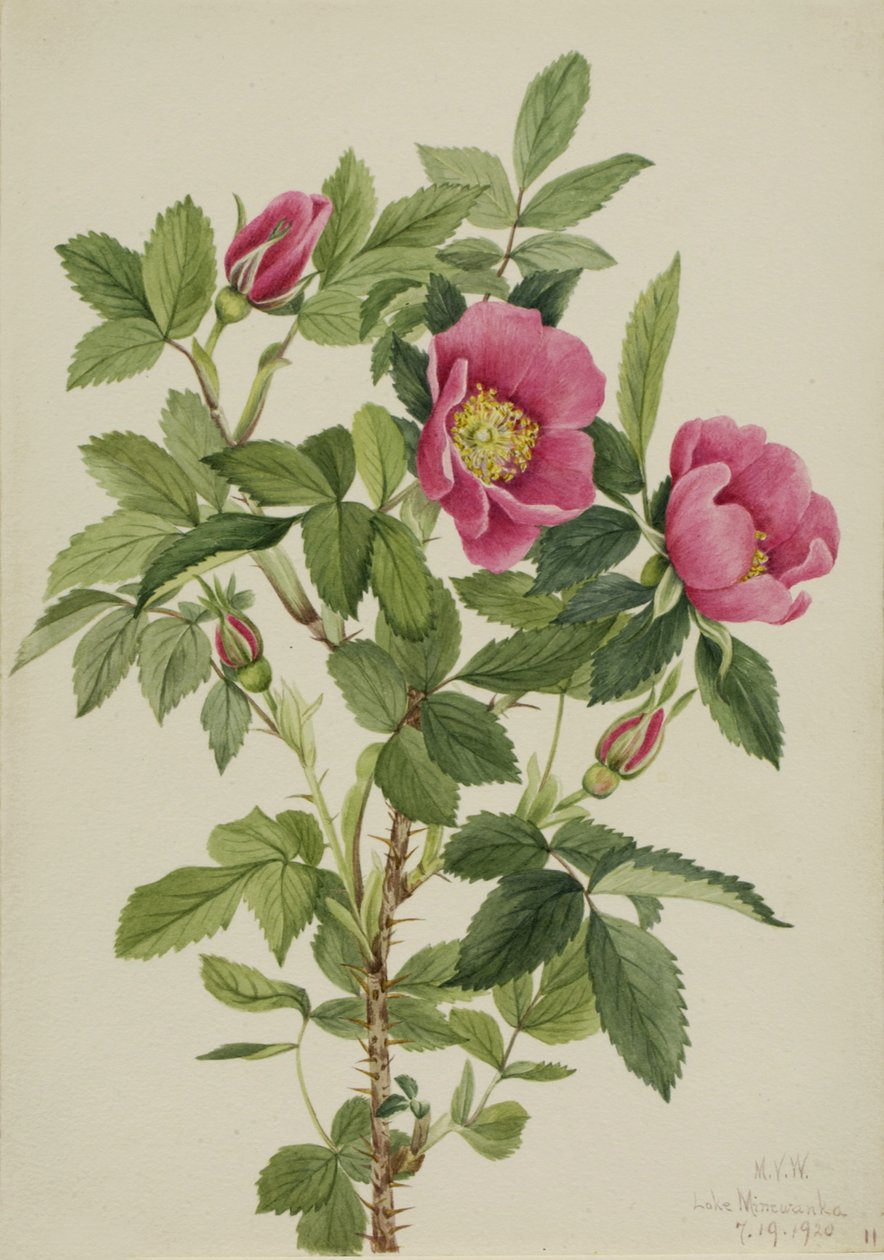 Bourgeau Rose Rosa bourgeauiana, 1920 by Mary Vaux Walcott