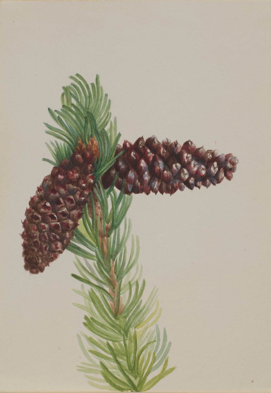 Bristle-Cone Pine by Mary Vaux Walcott