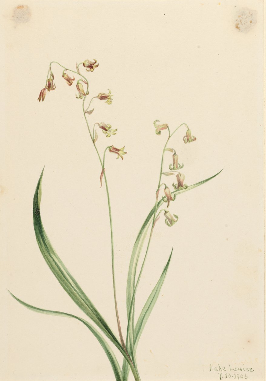 Bronzebells (Stenanthium occidentale) by Mary Vaux Walcott