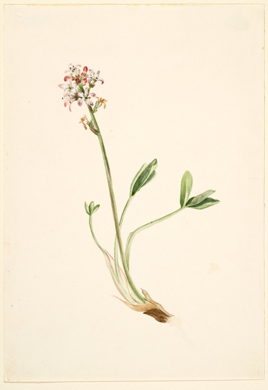 Buckbean (Menyanthes Trifoliata) by Mary Vaux Walcott