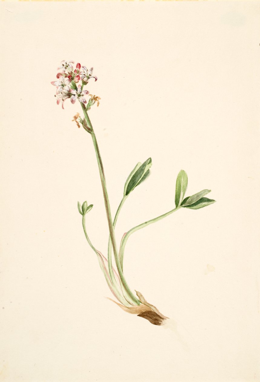 Buckbean, ca. 1900-1920 by Mary Vaux Walcott