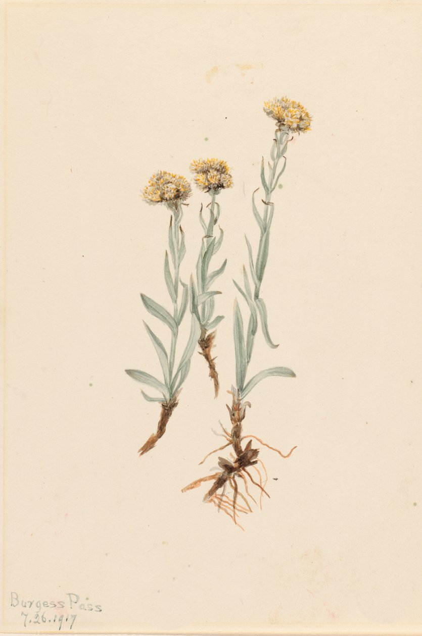 Buff Pussytoes Antennaria luzuloides by Mary Vaux Walcott