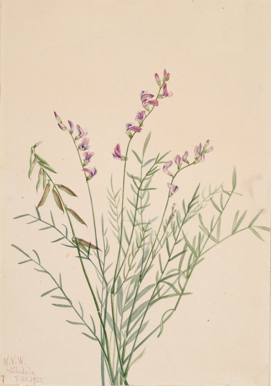 Burgess Milkvetch Astragalus bourgovii, 1922 by Mary Vaux Walcott