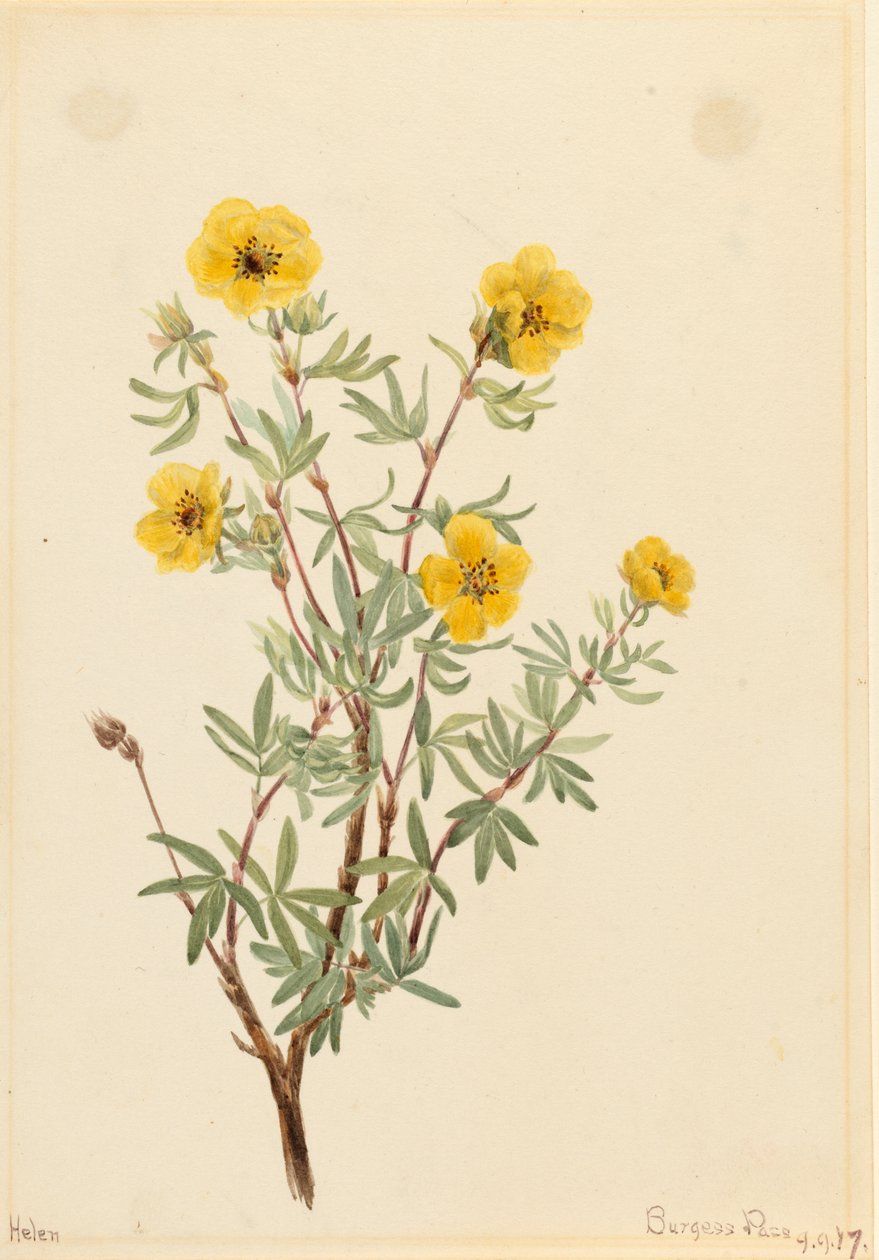 Bush Cinquefoil Potentilla fruticosa, 1917 by Mary Vaux Walcott