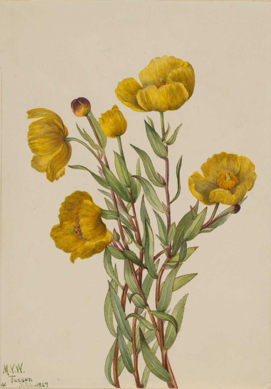 Bushpoppy Dendromecon Rigidum by Mary Vaux Walcott