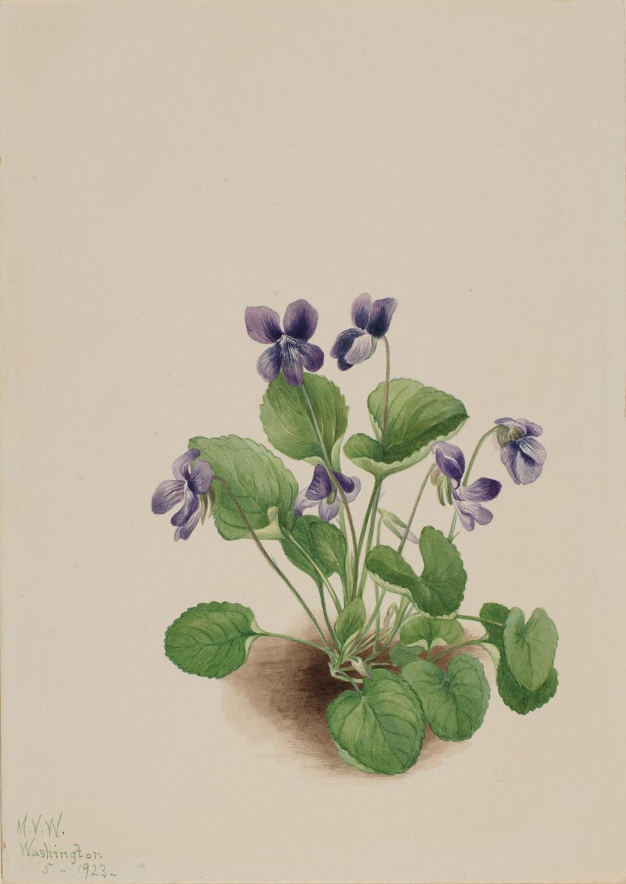 Butterfly Violet by Mary Vaux Walcott