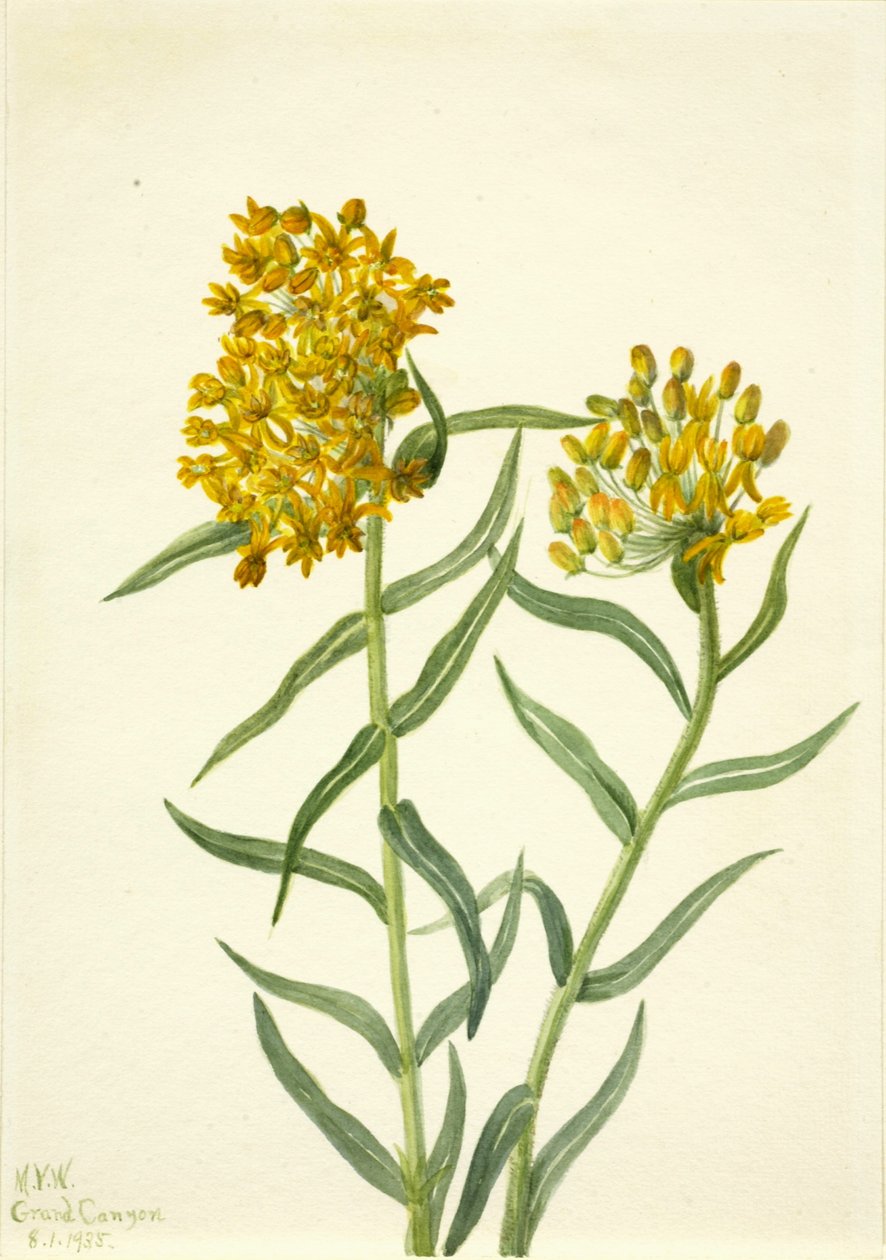 Butterfly Weed by Mary Vaux Walcott