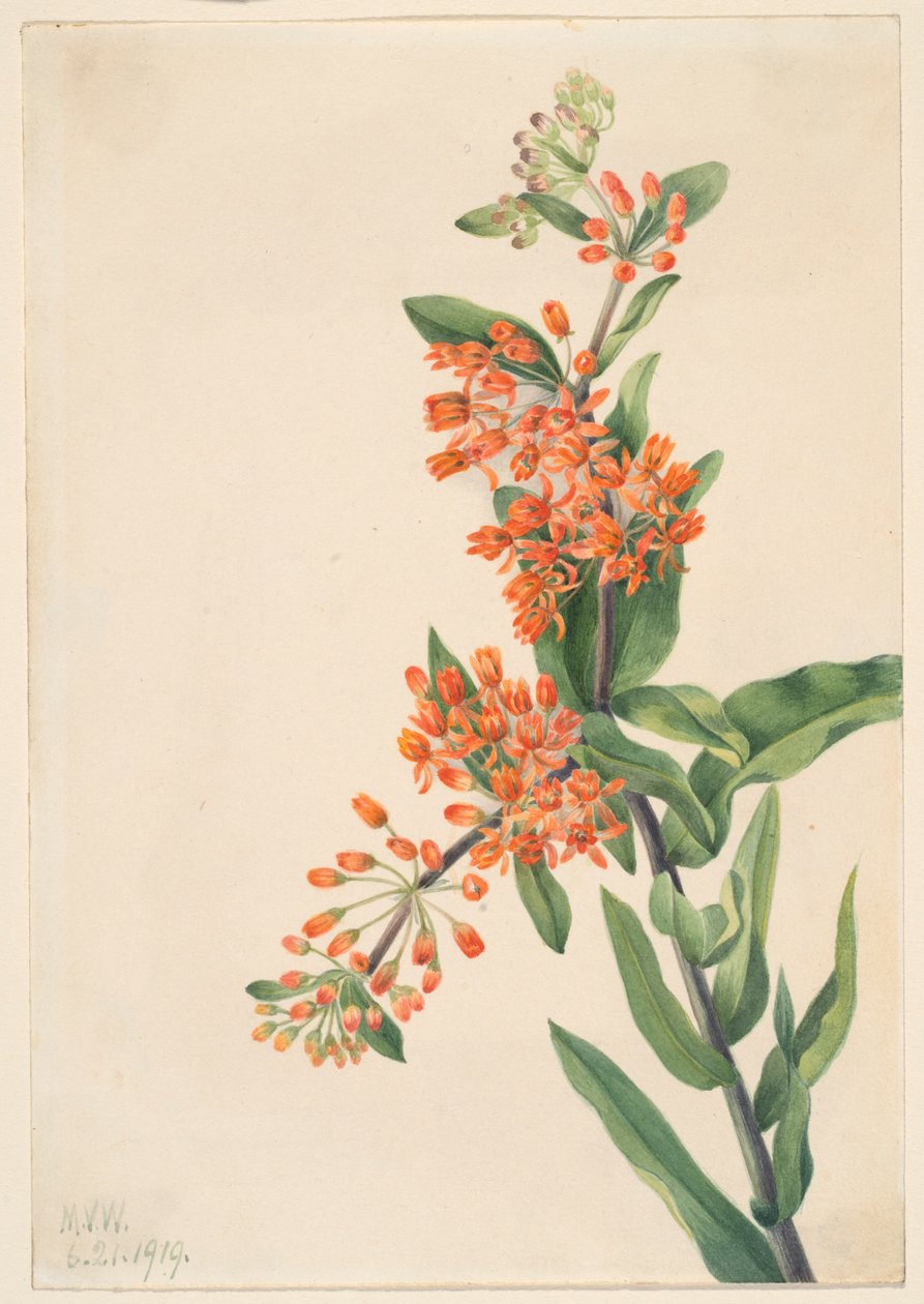 Butterfly Weed by Mary Vaux Walcott