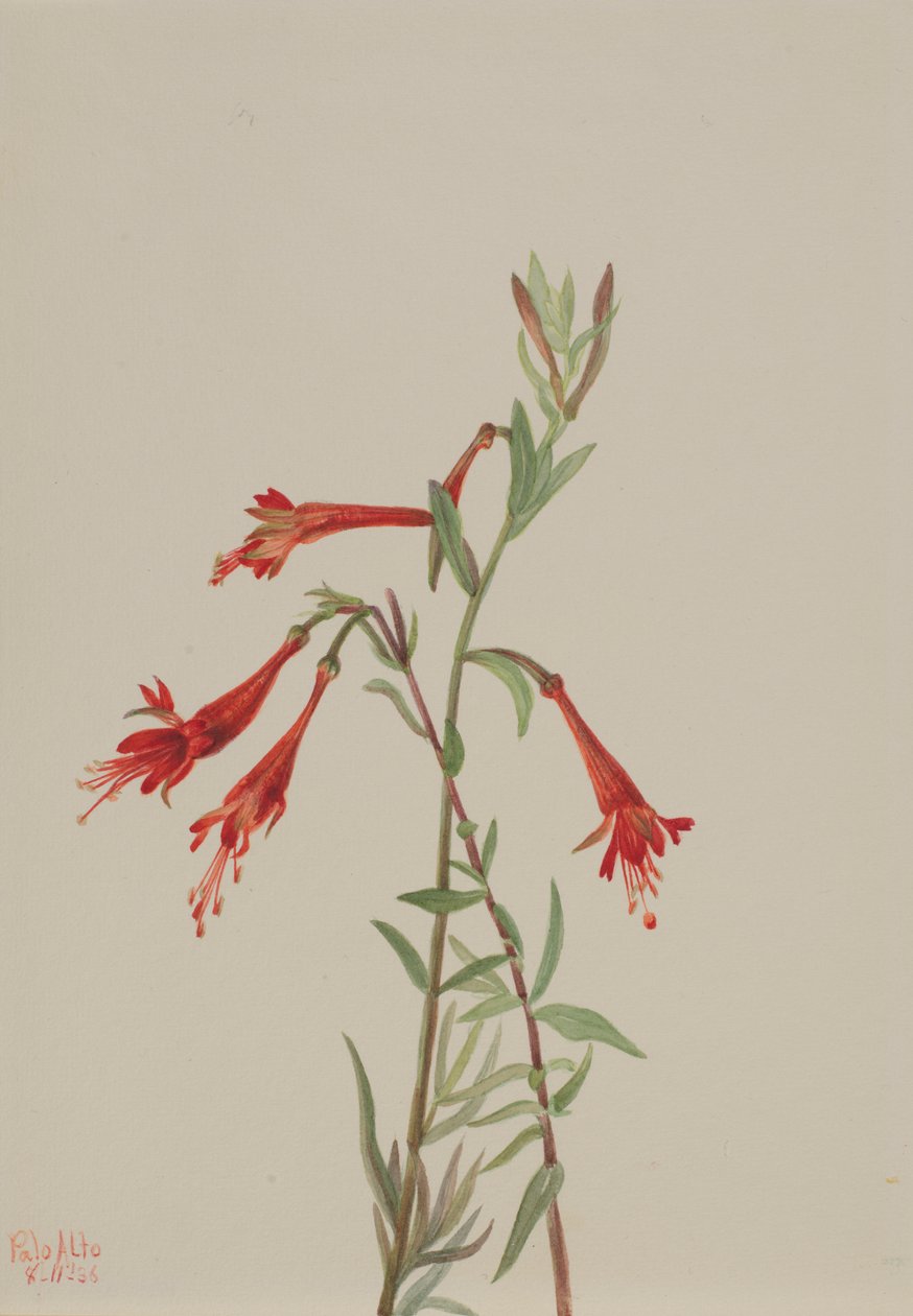 California Fuschia by Mary Vaux Walcott