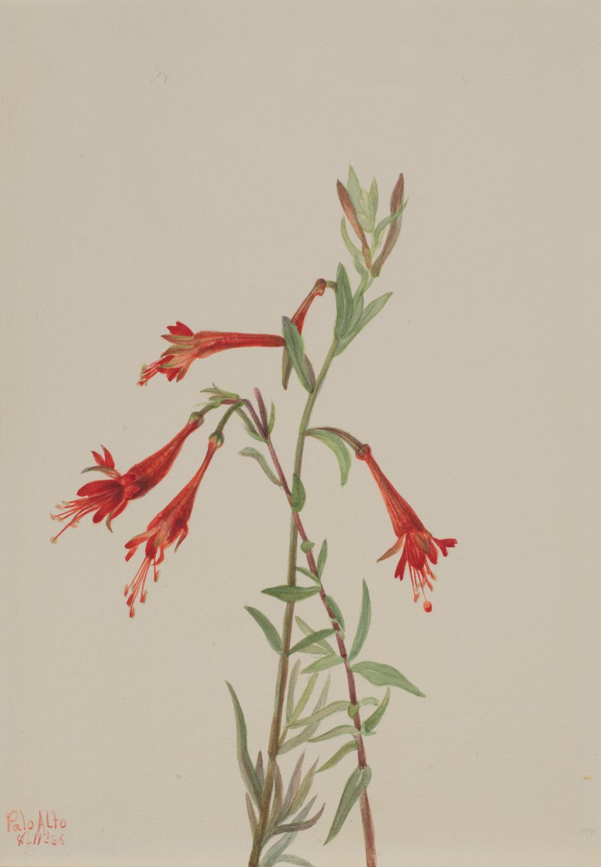 California Fuschia Zauschneria californica, 1936 by Mary Vaux Walcott