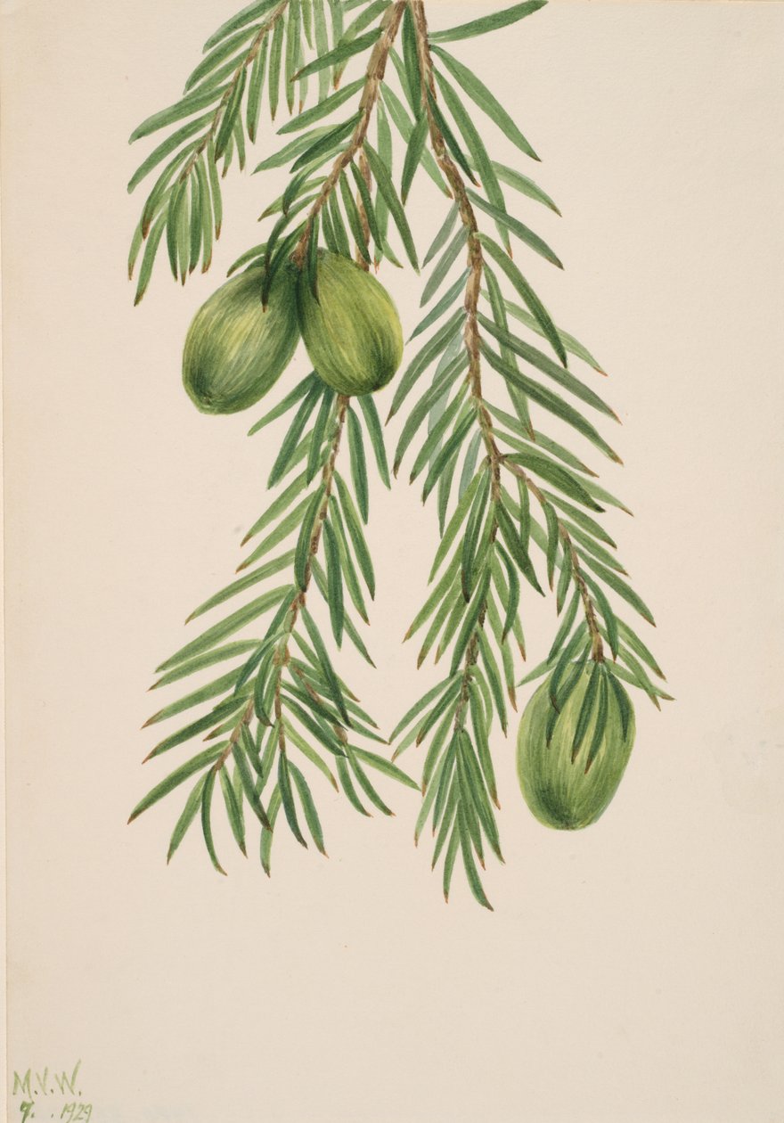 California Nutmeg Tumion californicum by Mary Vaux Walcott