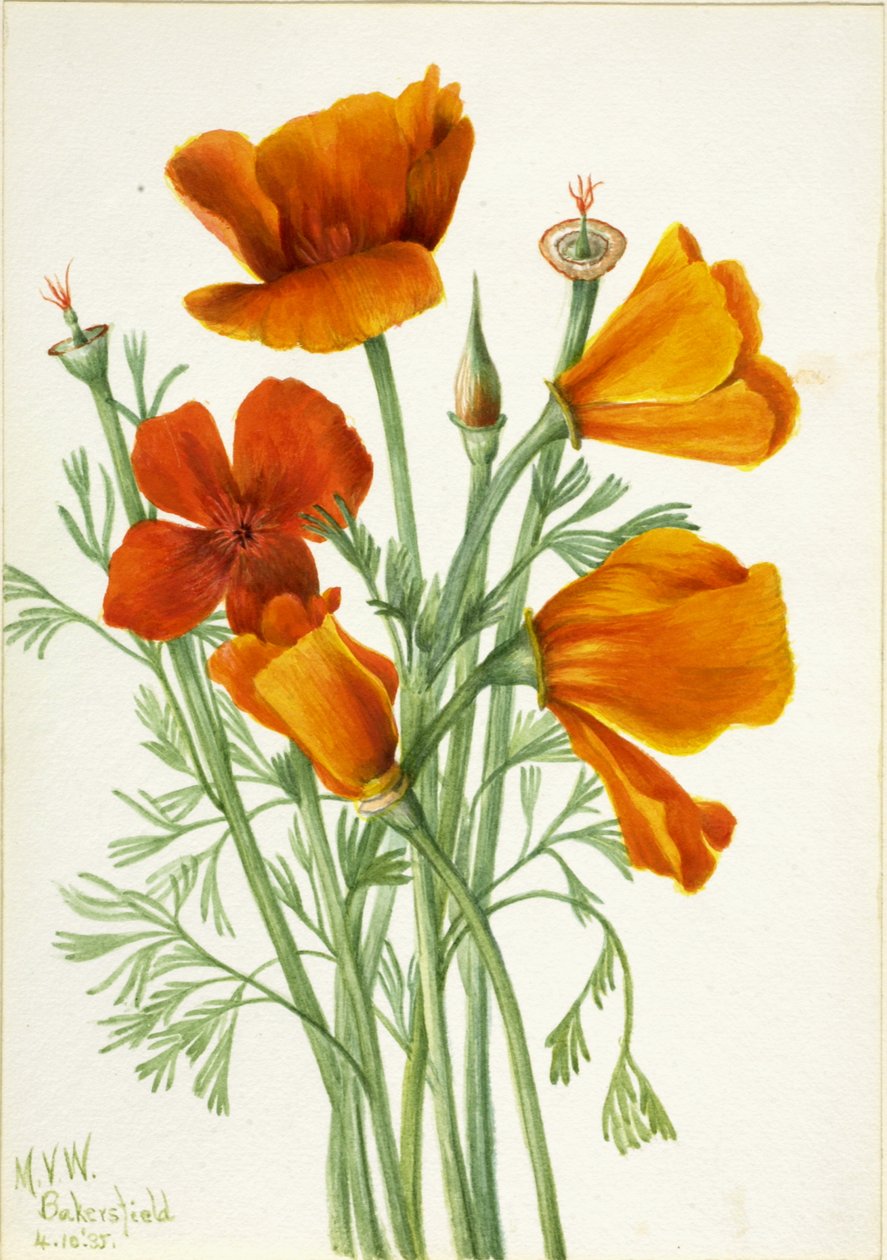 California Poppy, 1935 by Mary Vaux Walcott