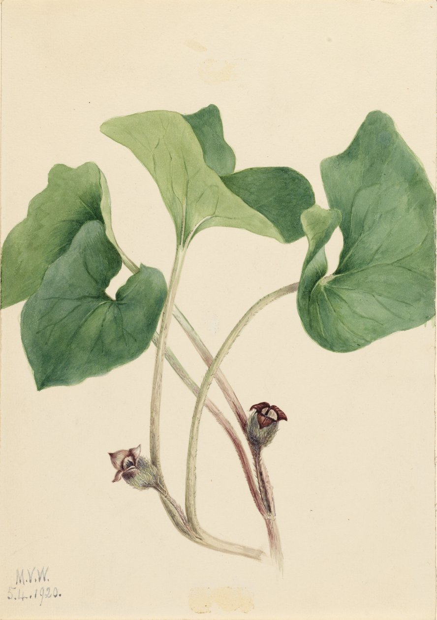 Canada Wild Ginger by Mary Vaux Walcott
