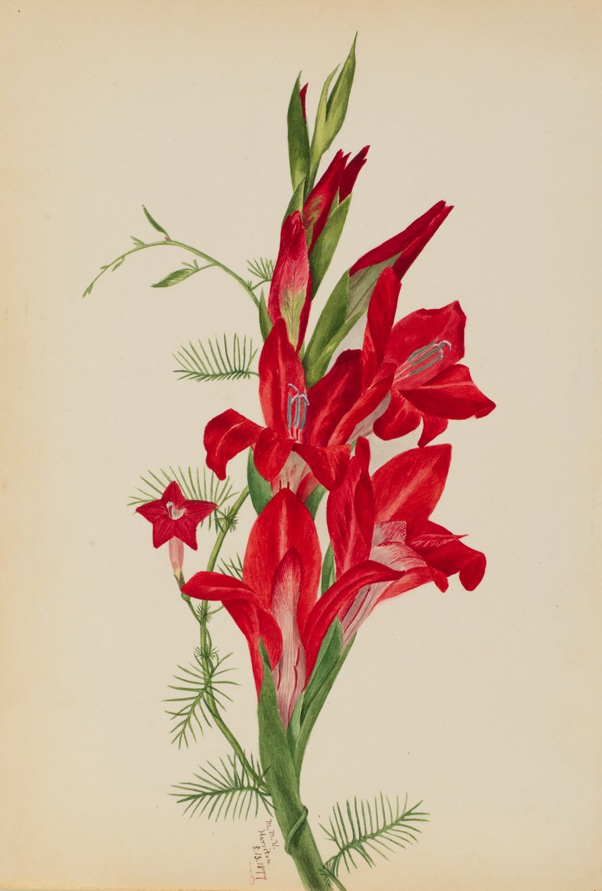 Cannas and Cypress Vine by Mary Vaux Walcott