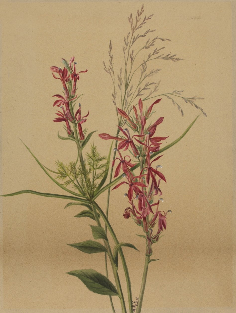Cardinal Flower Lobelia cardinalis, 1878 by Mary Vaux Walcott