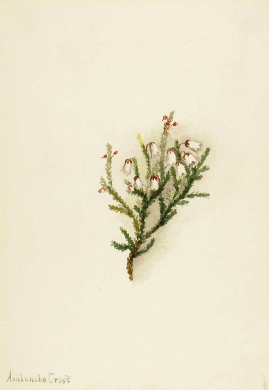 Cassiope by Mary Vaux Walcott