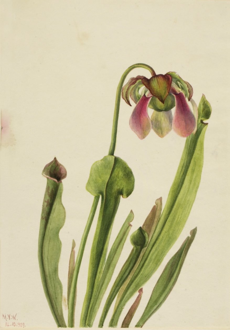 Catesby Pitcherplant by Mary Vaux Walcott